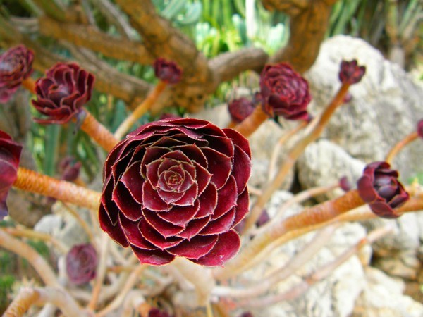 Looks like a flower