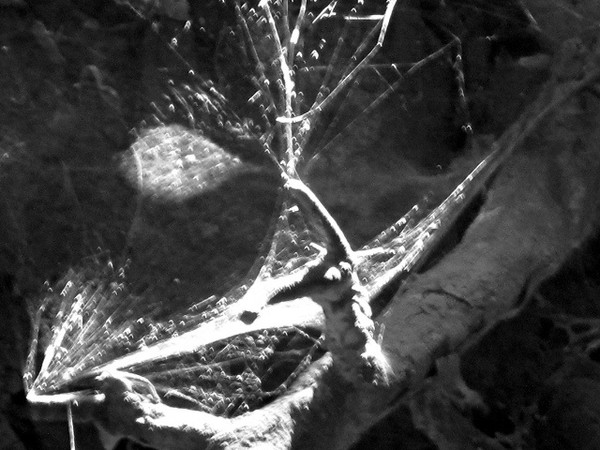 finger in web