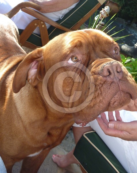 Rocko
