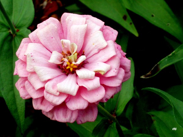 the pink zinnia