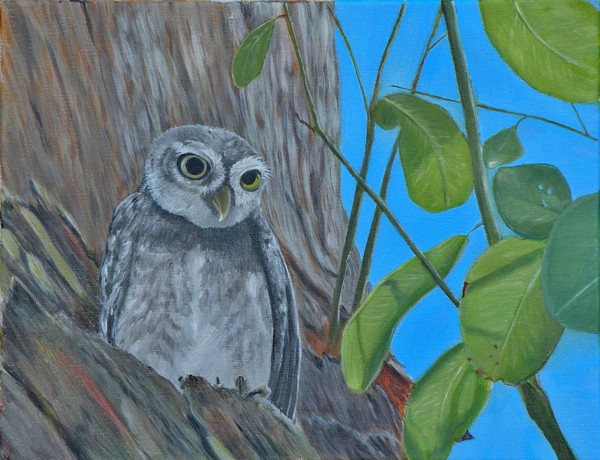 Little Spotted Owl