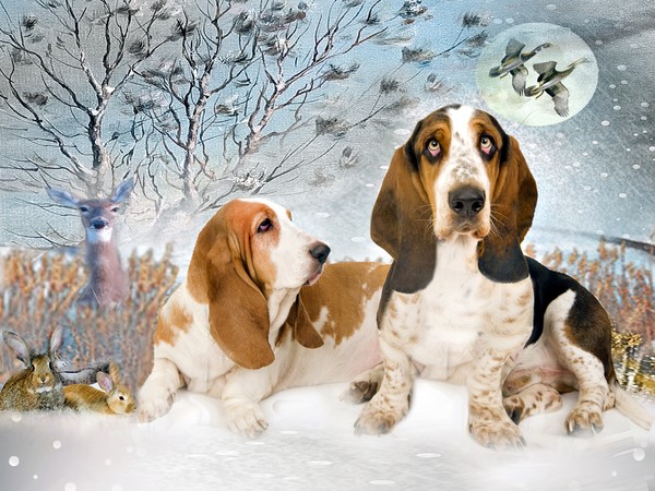 Bassett And Friends A Winter Day