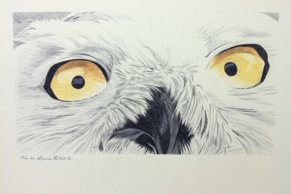 Snowy Owl (Original Artwork Sold)