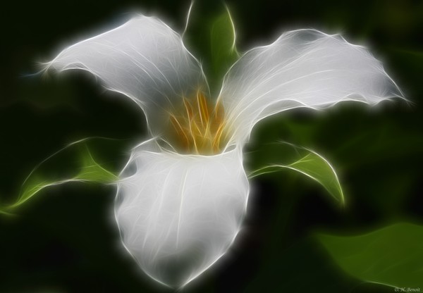 Pure White Trillium