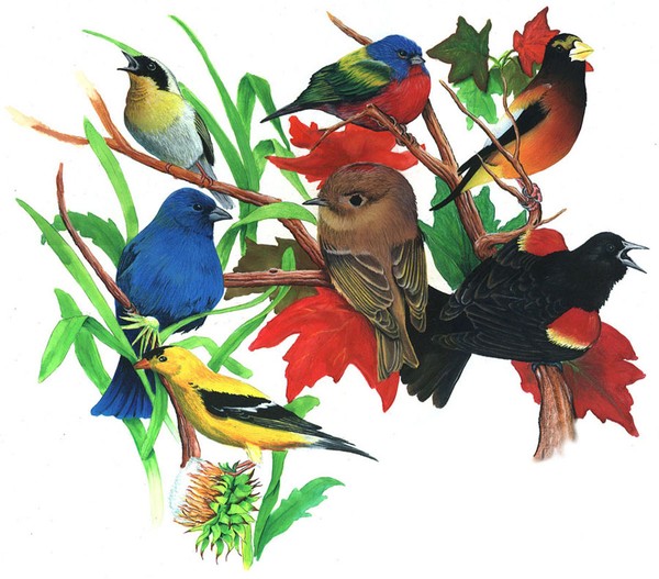 BIRDS 2