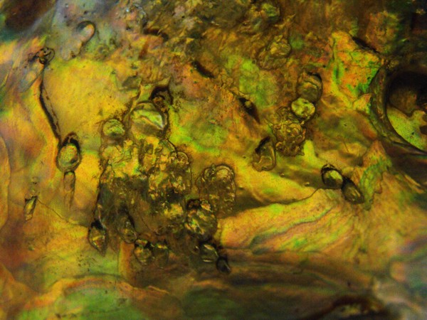 Yellow Shell