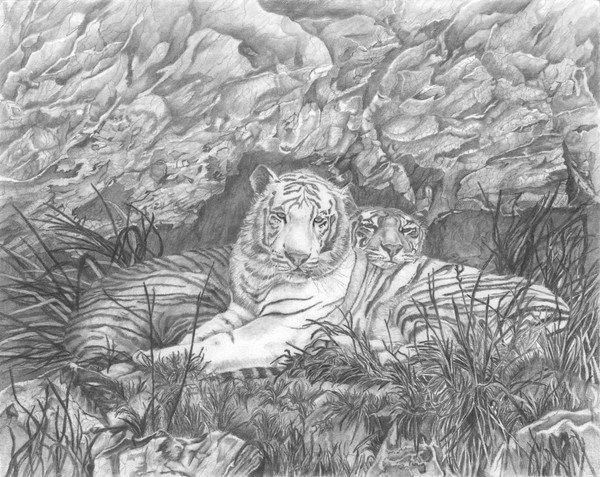 loving tigers