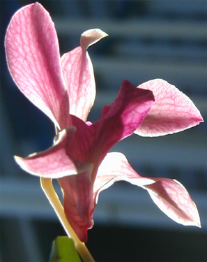 Purple Passion