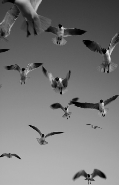 Jonathan Seagull