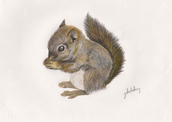 Squirrel