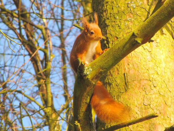 Red Squirrel up a tree
