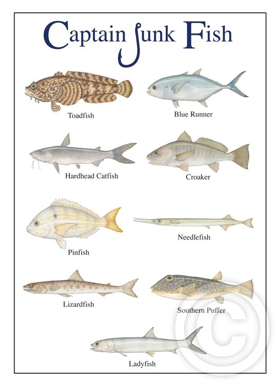 Captain Junk Fish