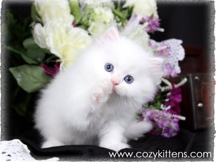 Cozy Kittens & Sue Johnson - www.cozykittens.com