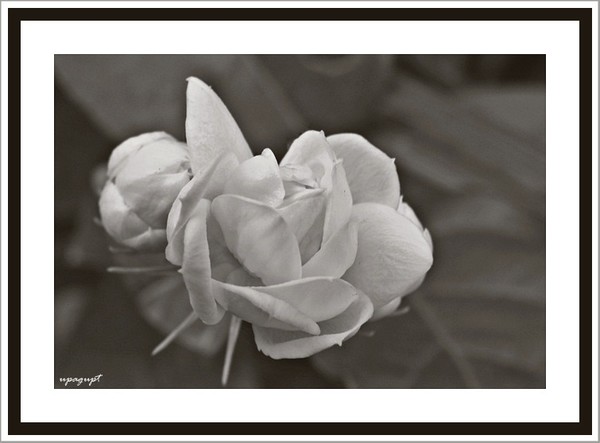flower beauty-art