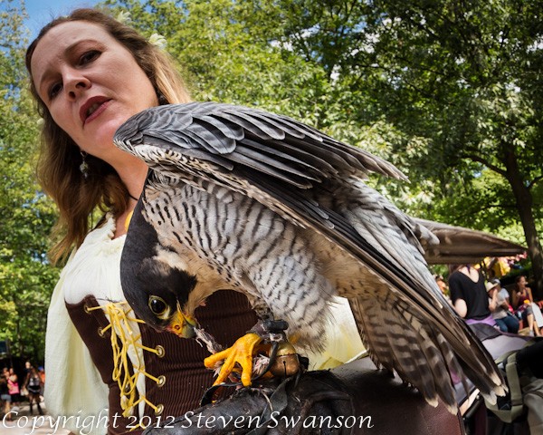 FalconSnack