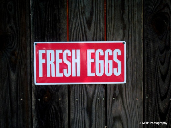 Fresh Eggs