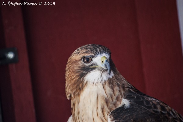 The Famed Red Tailed