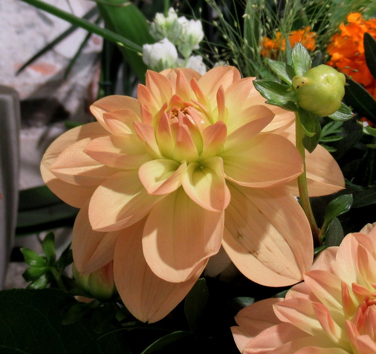 PEACH DAHLIA