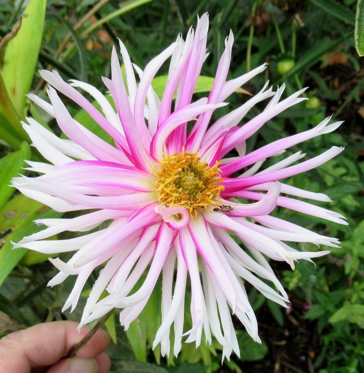 DAHLIA