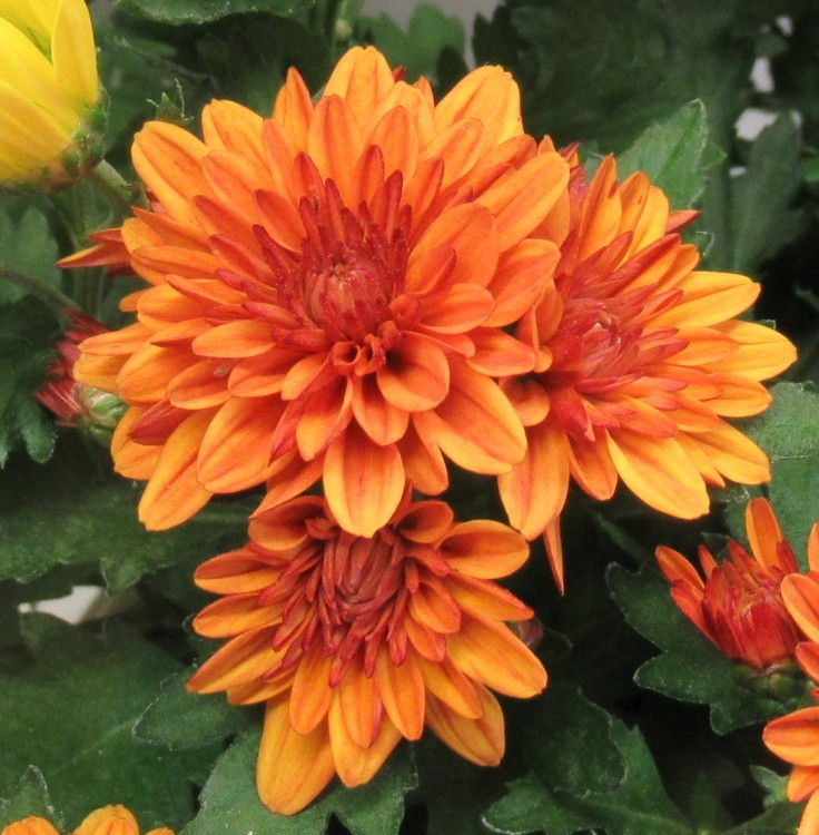 ORANGE FOR MORE ENERGY!