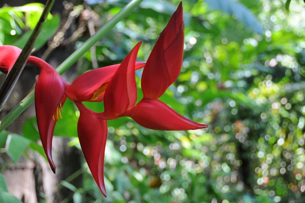 Red heliconia