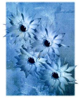 Blue Flowers