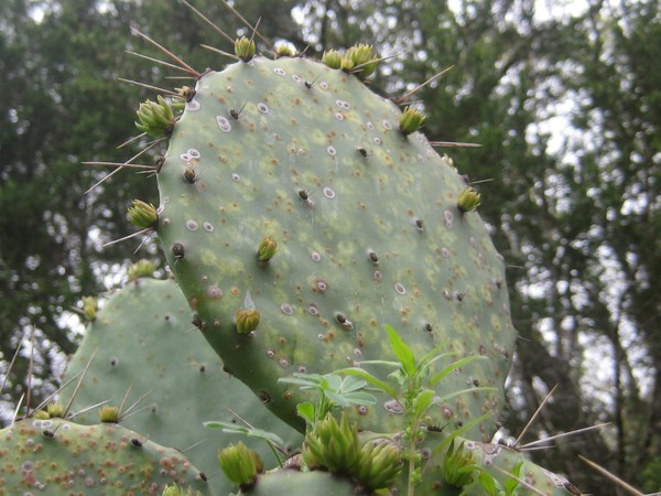 The Cactus