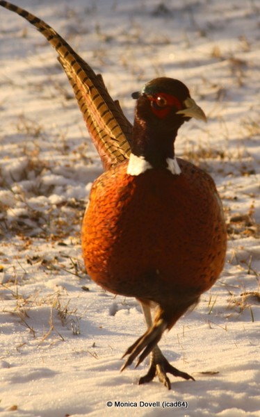 Male pheasant