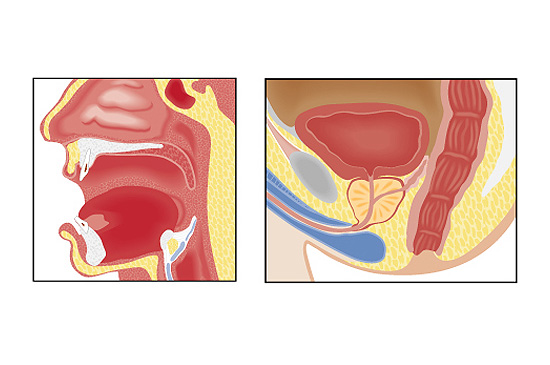 Anatomy
