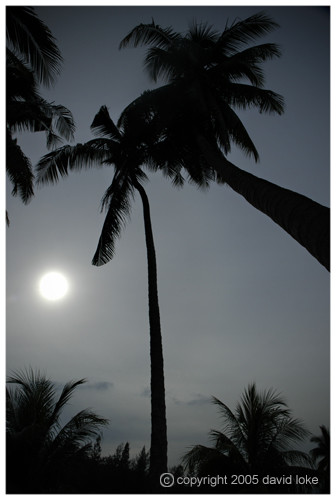 Silhouettes II