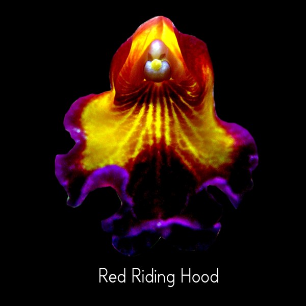 Red Riding Hood