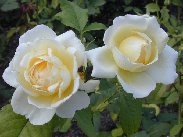 Some Flowers for Everyone