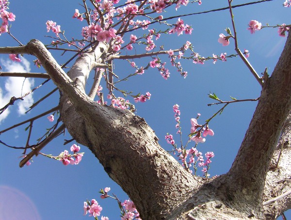 Apple blossoms
