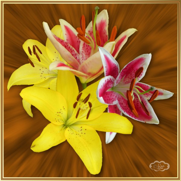 Tiger lily collage