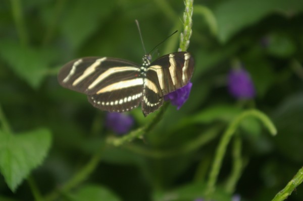 Niagara Butterfly Conservatory 44