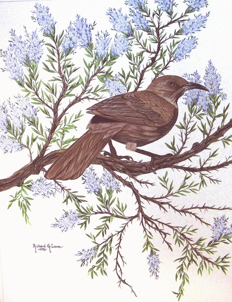 Brown Thrasher On Mountain Lilacs