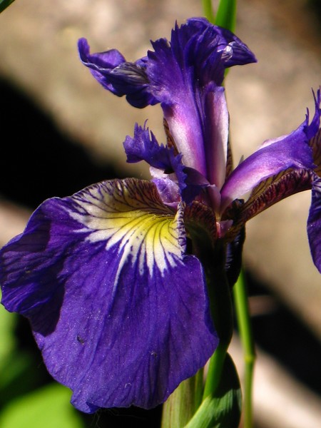 Wild Iris