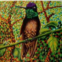Black troated mango hummingbird