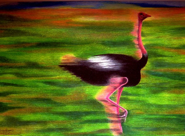 Ostrich in movement