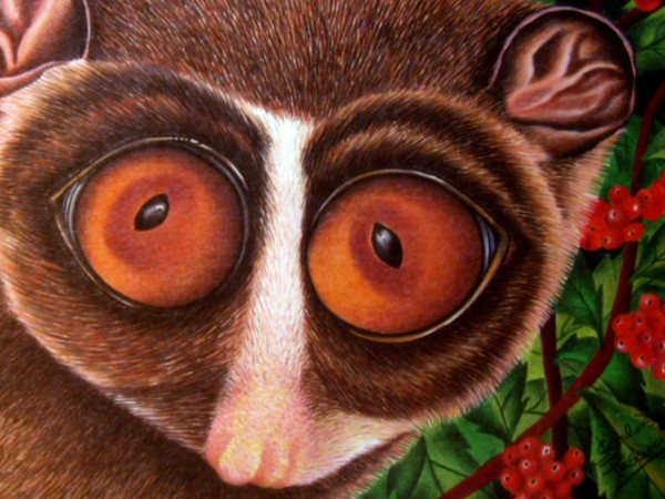 Slender loris