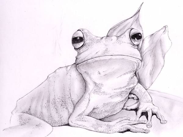 TRINIADIAN TEE FROG