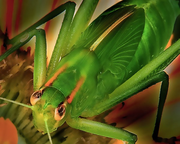 Are You Looking at Me?