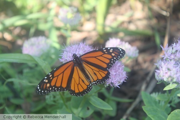 Monarch