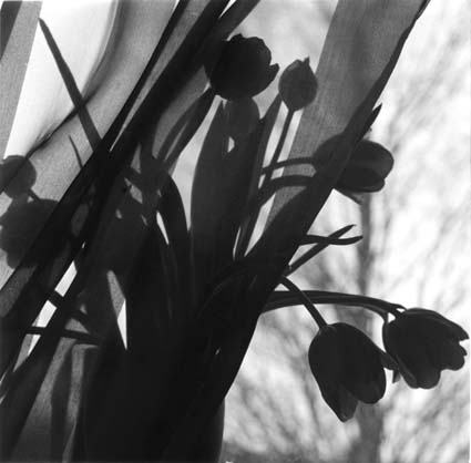 Behind curtains II