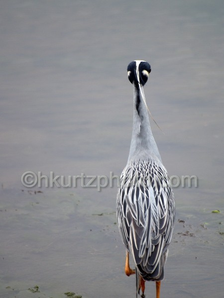 Yellow Crowned Night Heron