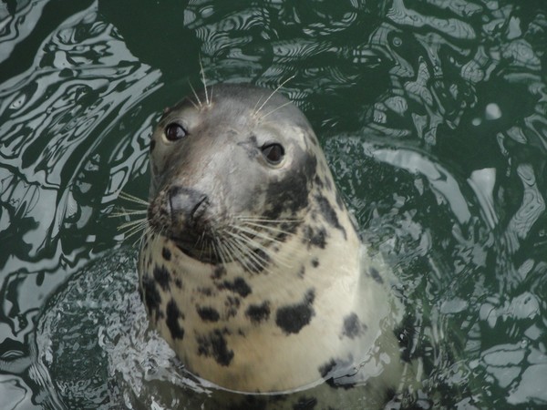 Seal in Howth Harbour