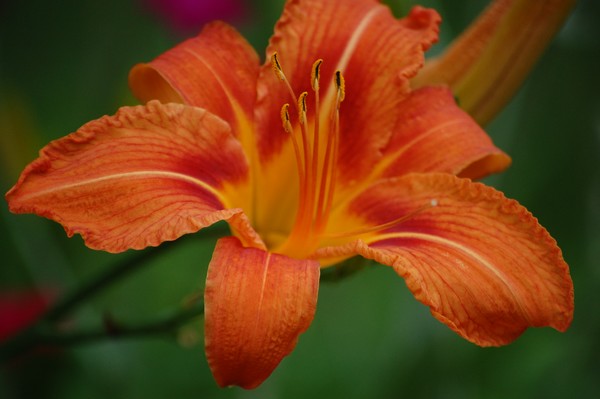 Day lily