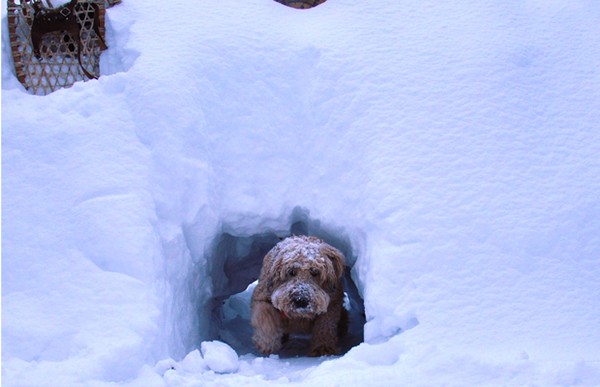 poor doggy
