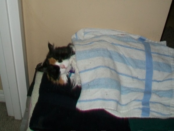my cat