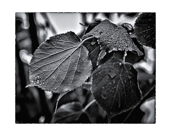 Raindrops After The Storm
